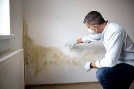 Why You Should Choose Our Mold Remediation Services in Shillington, PA